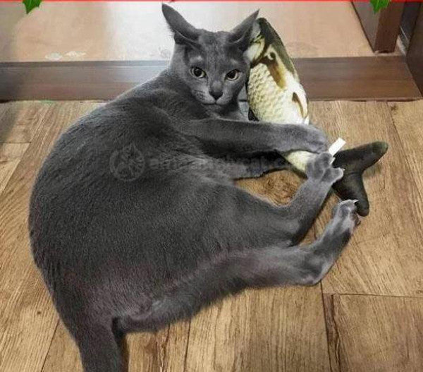 Realistic Flopping Fish Toy for Cats